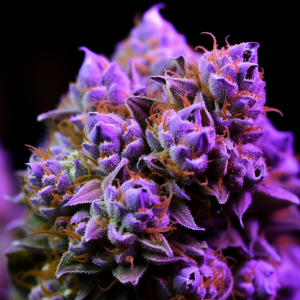 What Are Some Examples Of Purple Weed Strains? – Barneys Farm