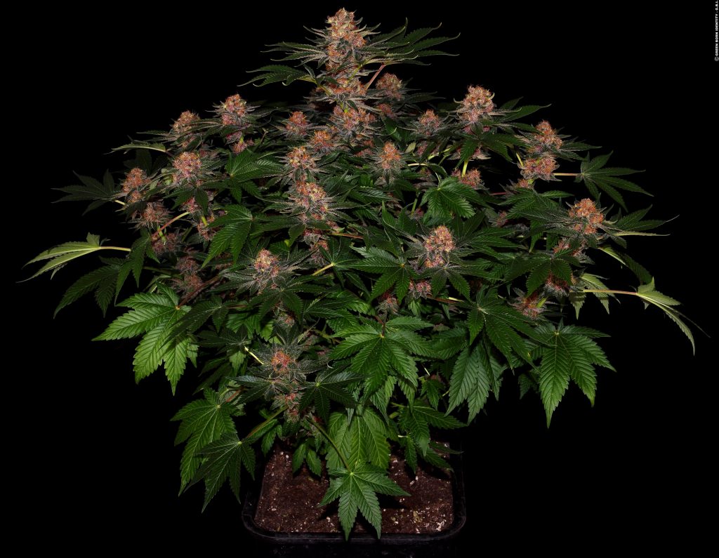 Purple Punch Autoflowering Cannabis