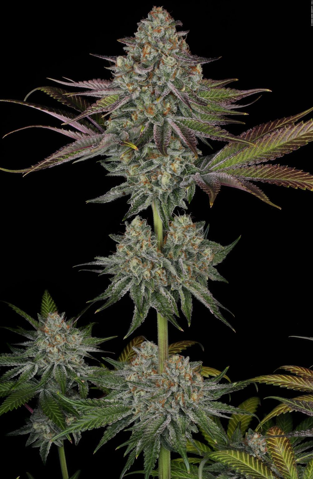 Gelato #45 Grow Report – Barneys Farm