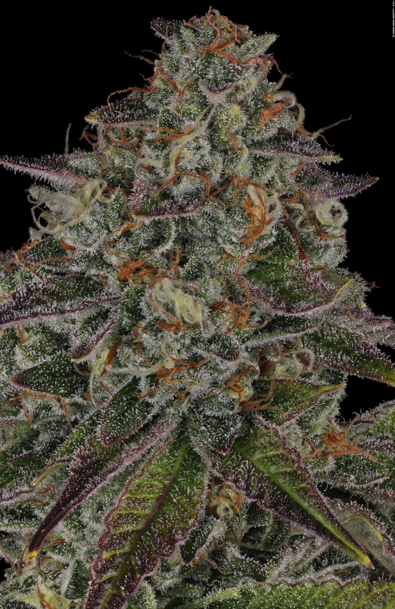 Gelato #45 Grow Report – Barneys Farm