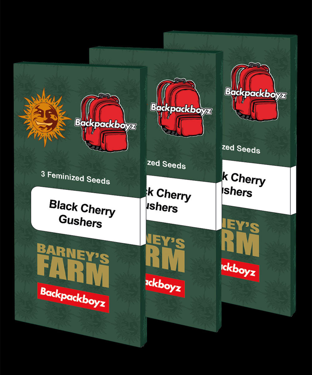 Black Cherry Gushers Weed Strain | BARNEYS FARM