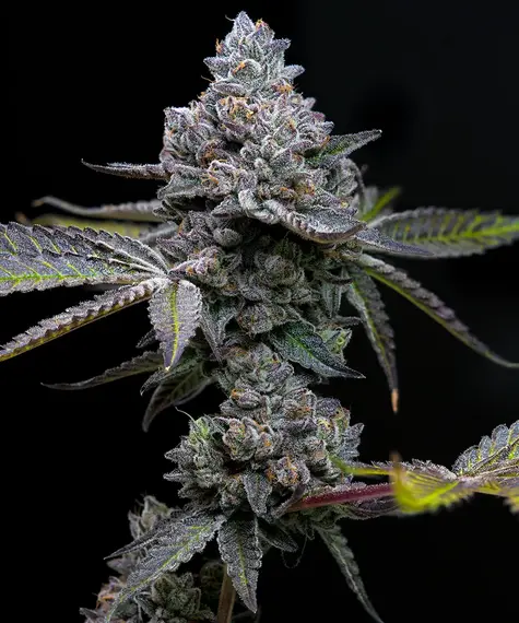 Apple Fritter Strain