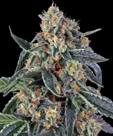 Cookies Kush Strain