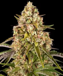 Critical Kush Auto Strain