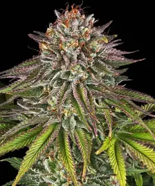 Critical Kush Strain