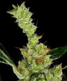 Dr Grinspoon Strain