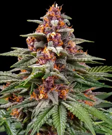 Runtz Auto Strain