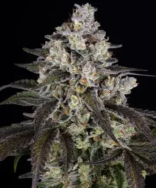 Trainwreck Strain