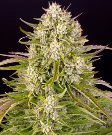 Wedding Cake Auto Strain