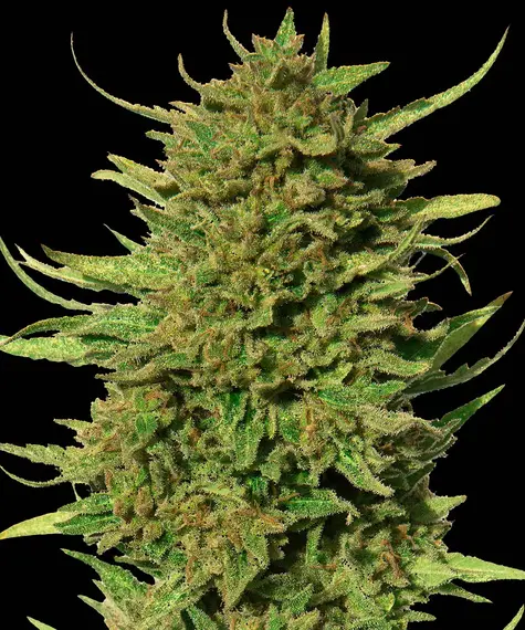 Critical Kush - Regular Main Image