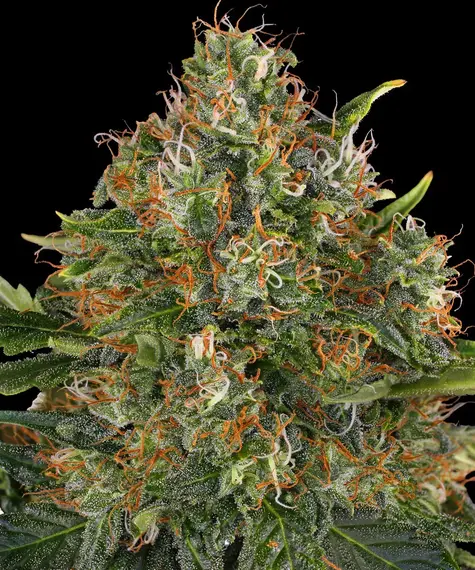 G13 Haze - Regular Main Image