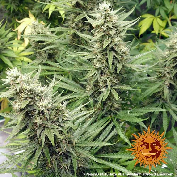 G13 Haze™ Cannabis Seeds Barneys Farm®