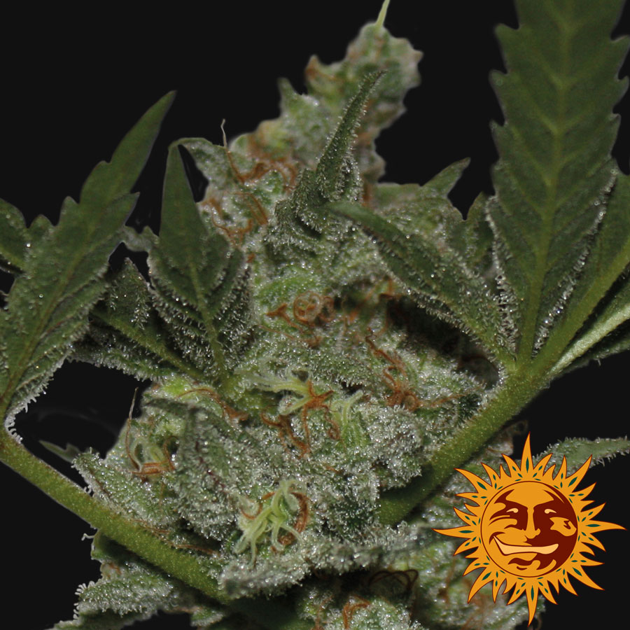 ! Acapulco Gold Cannabis Seeds | Official Barneys Farm Site