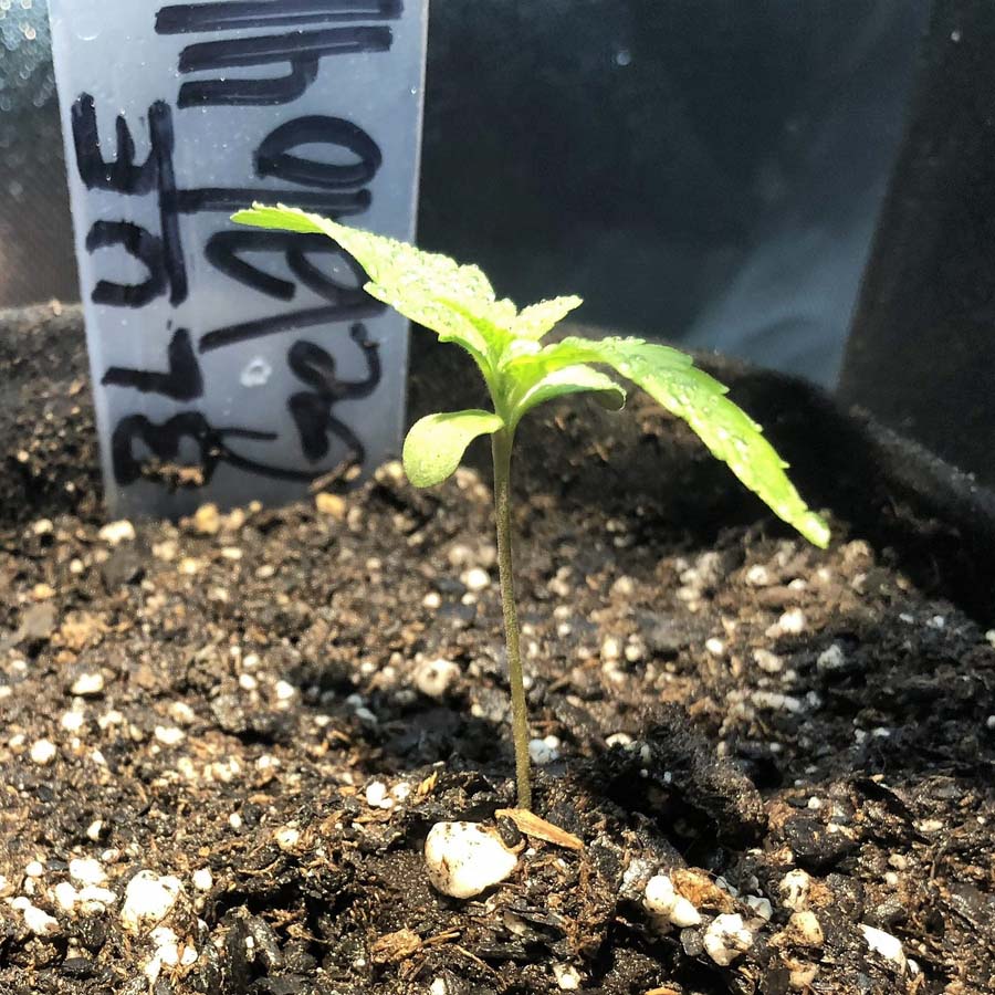 ! BLUE GELATO 41™ Cannabis Seeds