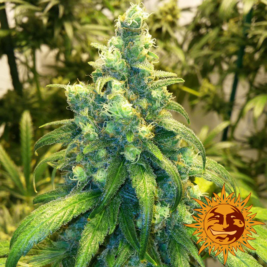 ! Red Dragon Cannabis Seeds | Official Barneys Farm Website