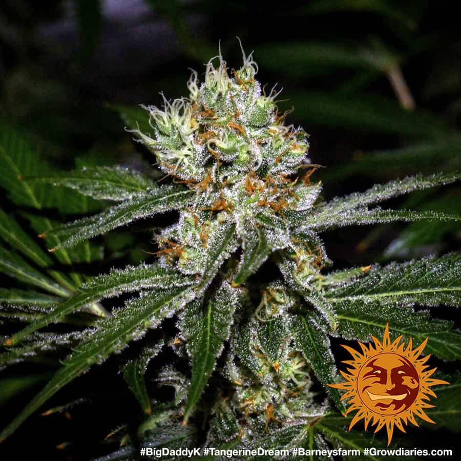  TANGERINE DREAM Cannabis Seeds BARNEYS FARM 