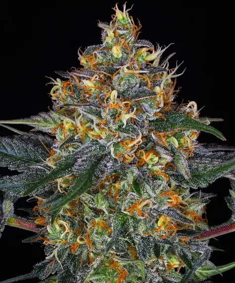 Moby Dick Auto Main Image