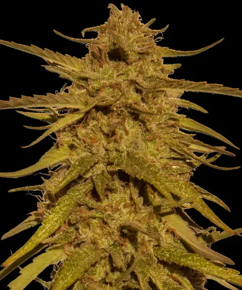 Pineapple Haze - Regular Main Image