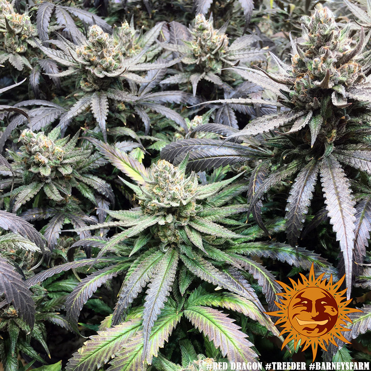 ! RED DRAGON™ Cannabis Seeds | BARNEYS FARM®