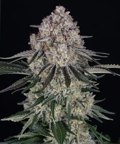 Sour Diesel Auto Main Image