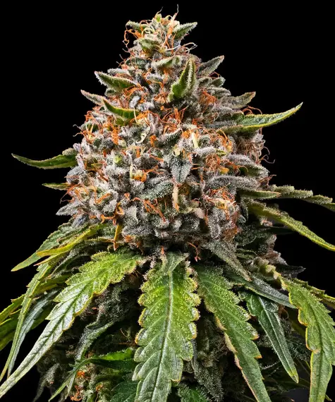 White Widow XXL Main Image